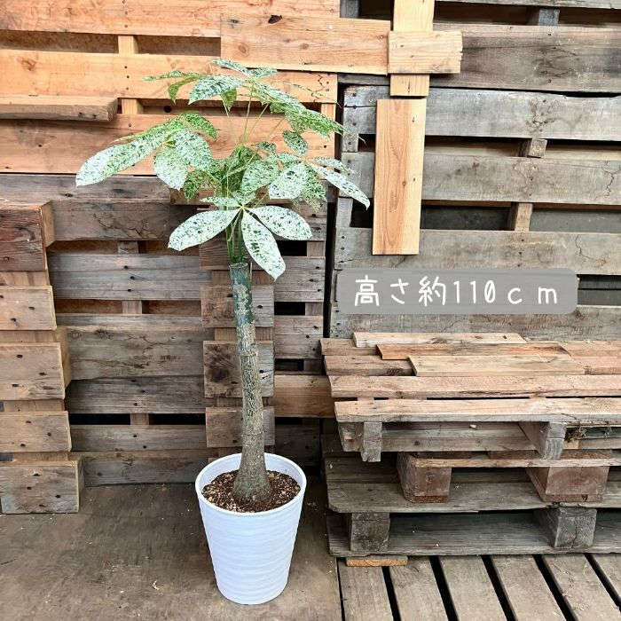 観葉植物現品販売