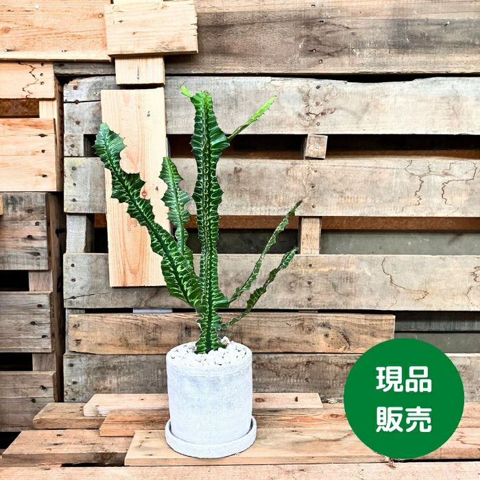 観葉植物現品販売