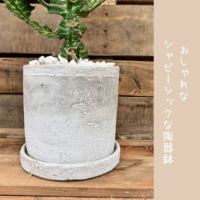 観葉植物現品販売