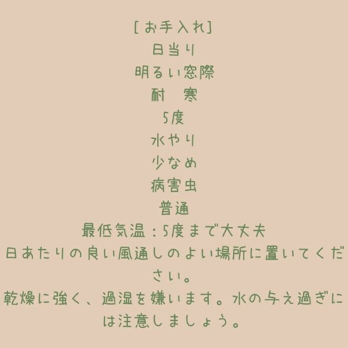 観葉植物現品販売