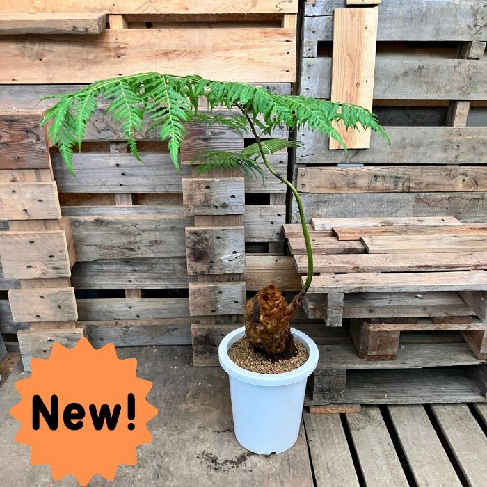 観葉植物 希少【現品】タカワラビ(キンモウコウ) 8号サイズ 000781