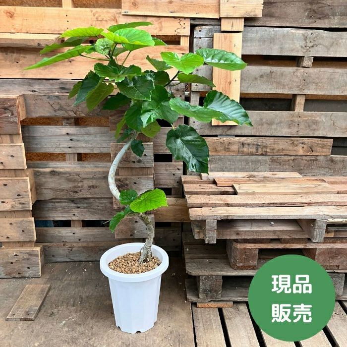 観葉植物現品販売