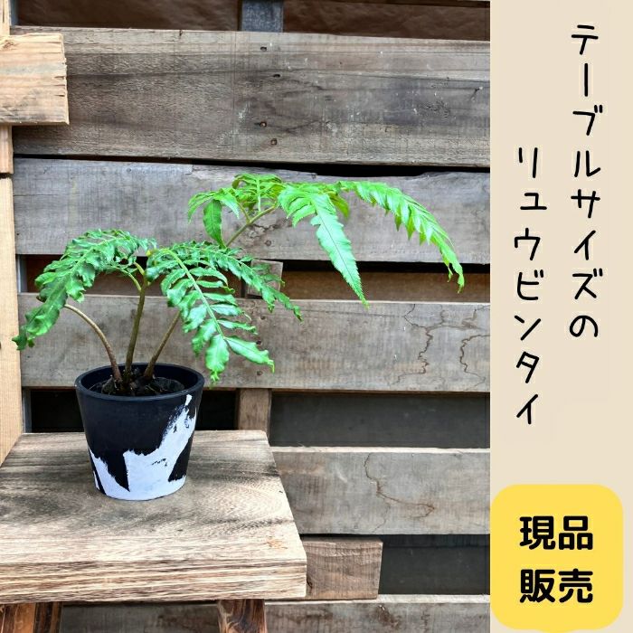 観葉植物現品販売