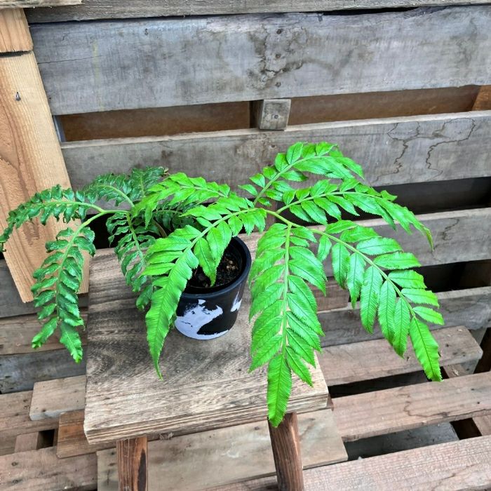 観葉植物現品販売