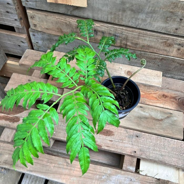 観葉植物現品販売