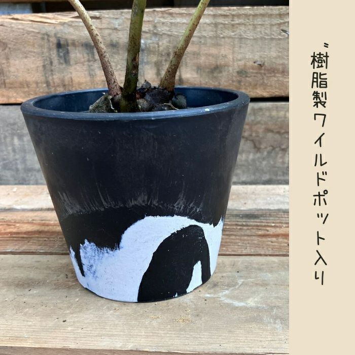 観葉植物現品販売
