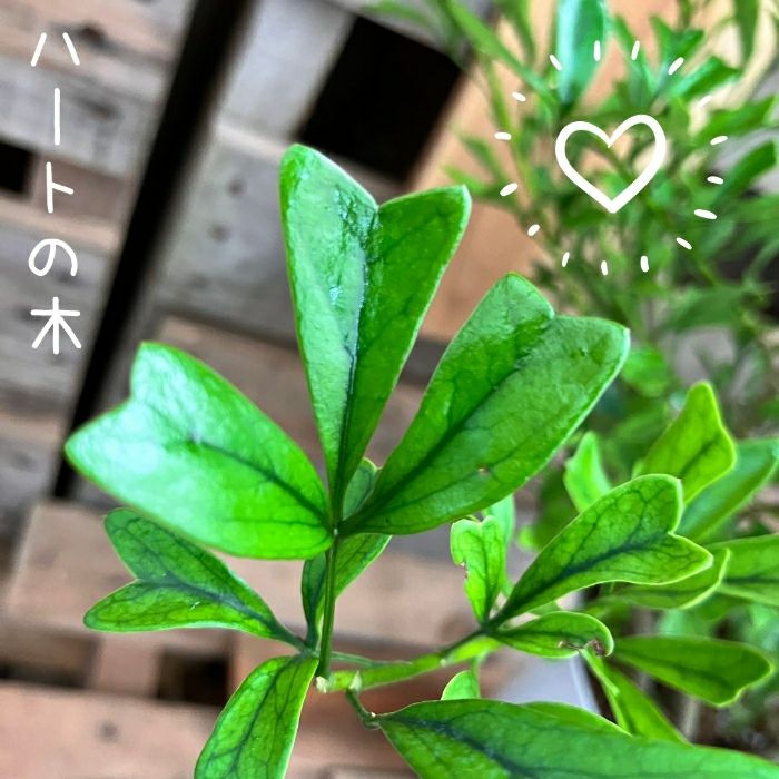 観葉植物現品販売