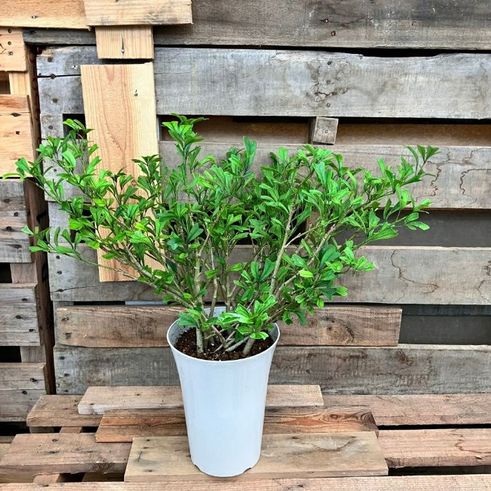 観葉植物現品販売