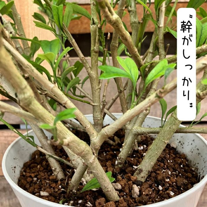 観葉植物現品販売