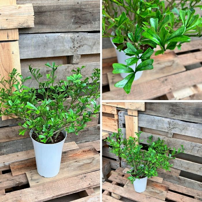 観葉植物現品販売