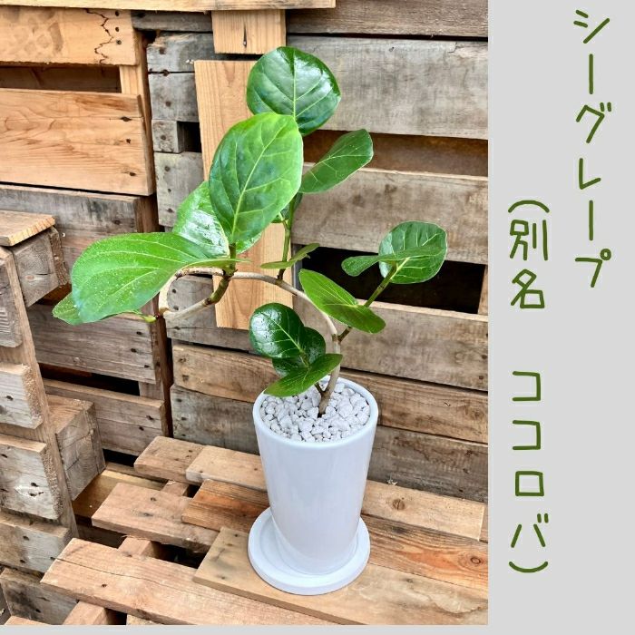 観葉植物現品販売
