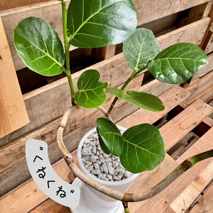 観葉植物現品販売