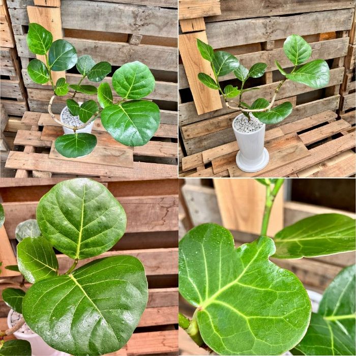 観葉植物現品販売