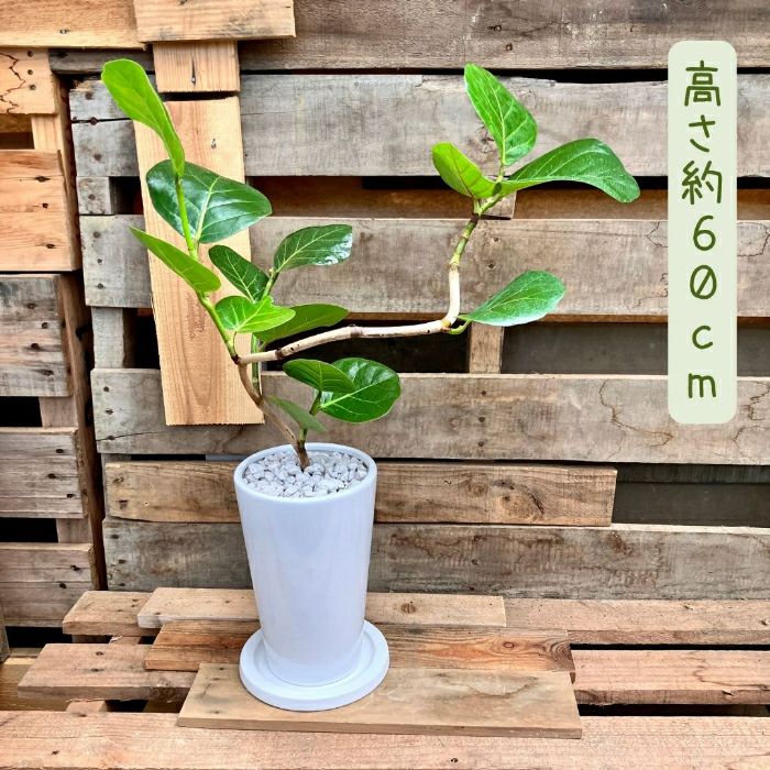 観葉植物現品販売