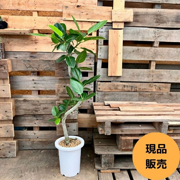 観葉植物現品販売