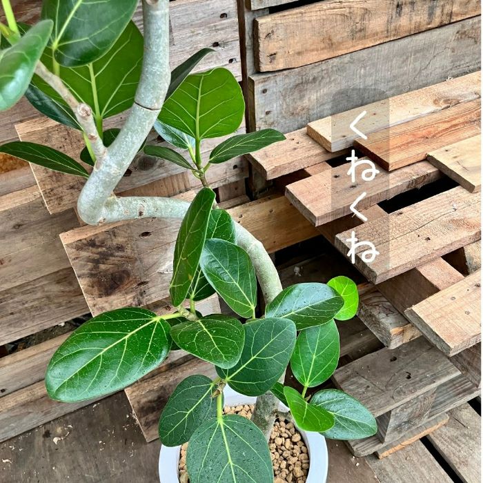 観葉植物現品販売