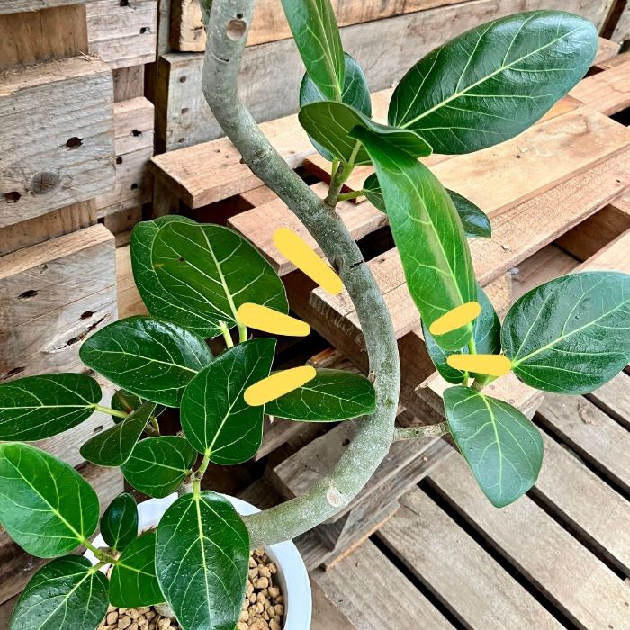 観葉植物現品販売