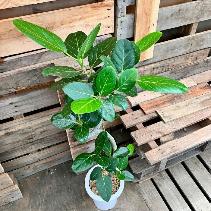 観葉植物現品販売