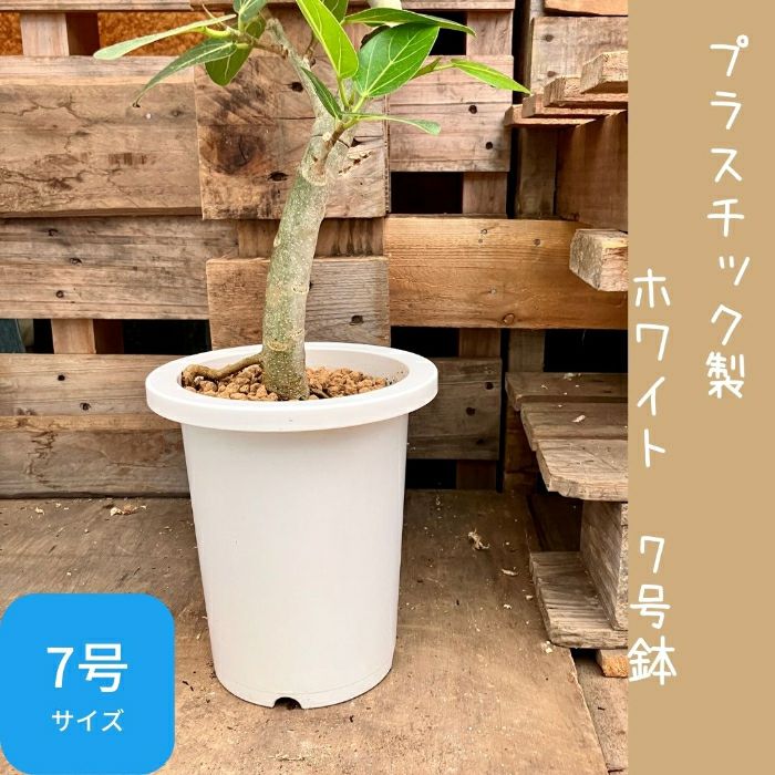 観葉植物現品販売