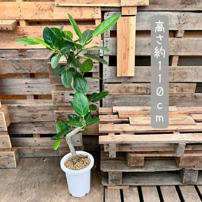 観葉植物現品販売