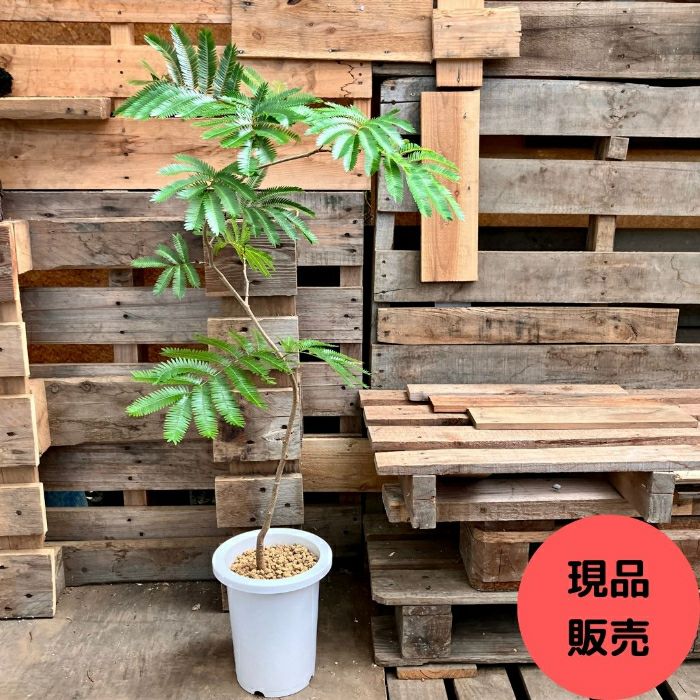 観葉植物現品販売