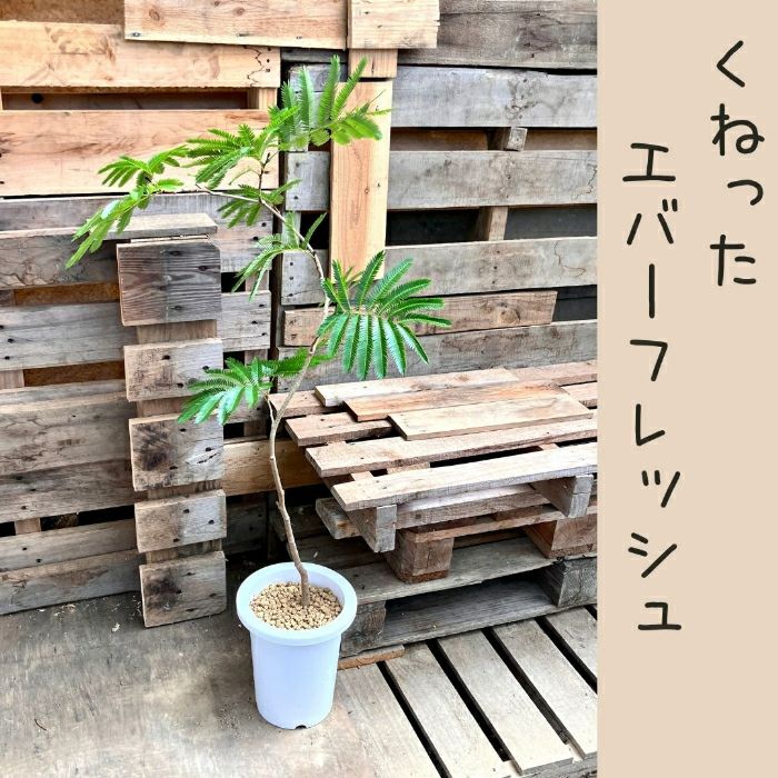 観葉植物現品販売