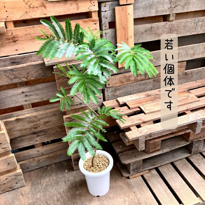観葉植物現品販売