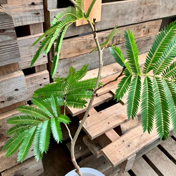 観葉植物現品販売