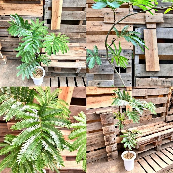 観葉植物現品販売