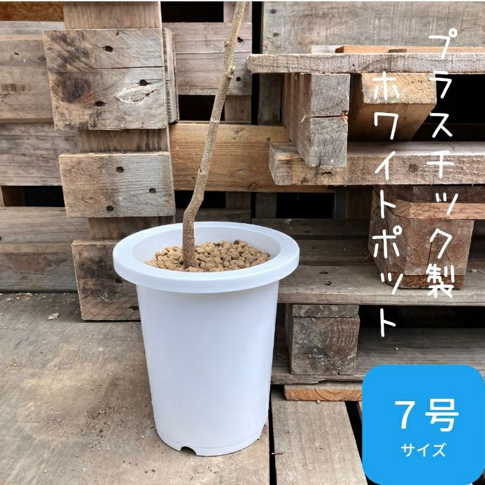 観葉植物現品販売