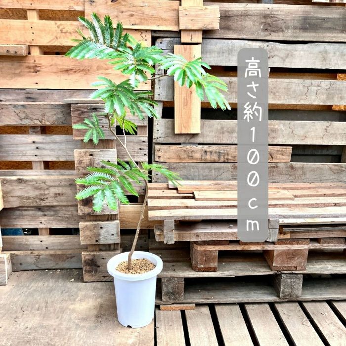 観葉植物現品販売