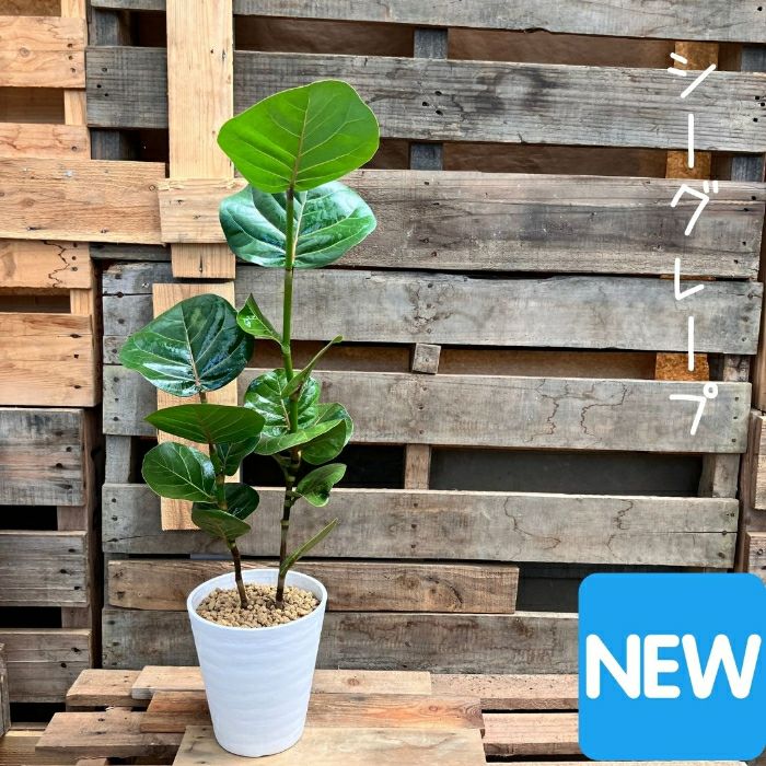 観葉植物現品販売