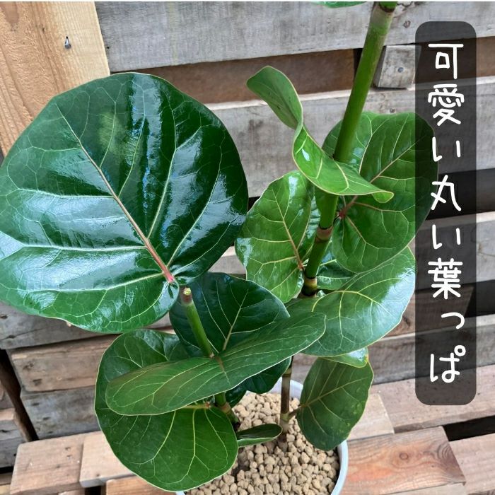 観葉植物現品販売