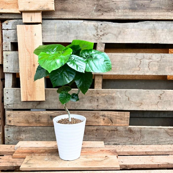 観葉植物現品販売