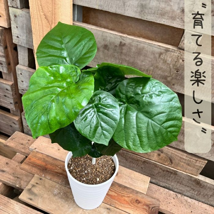観葉植物現品販売