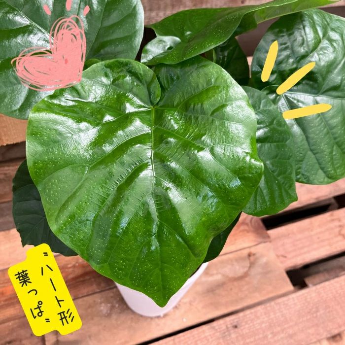 観葉植物現品販売