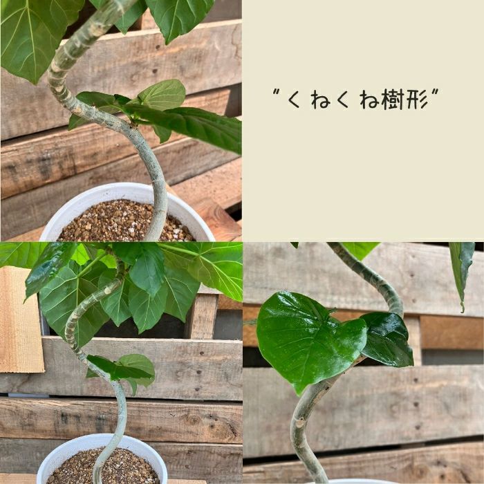 観葉植物現品販売