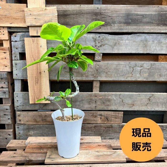 観葉植物現品販売