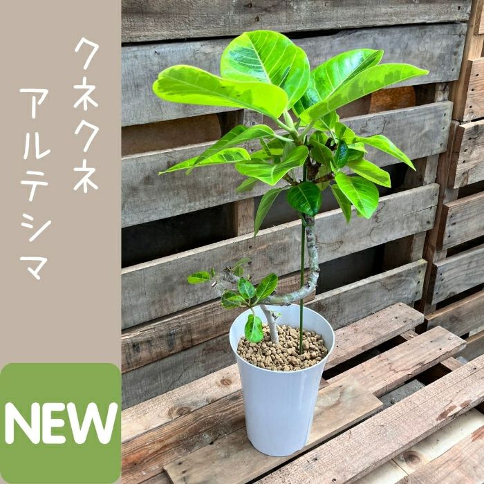 観葉植物現品販売