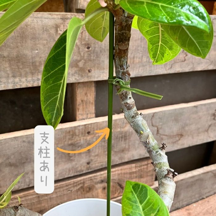 観葉植物現品販売