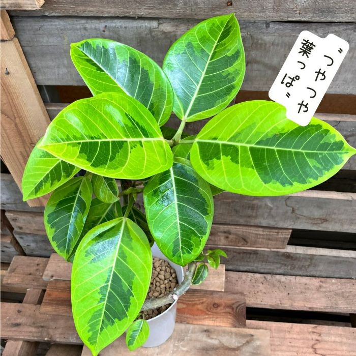 観葉植物現品販売