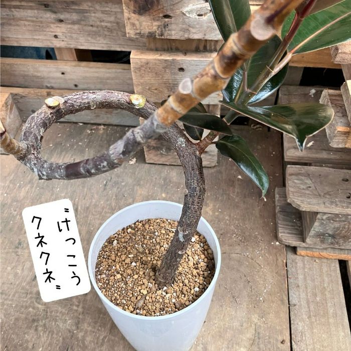 観葉植物現品販売