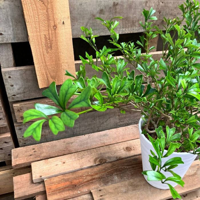 観葉植物現品販売