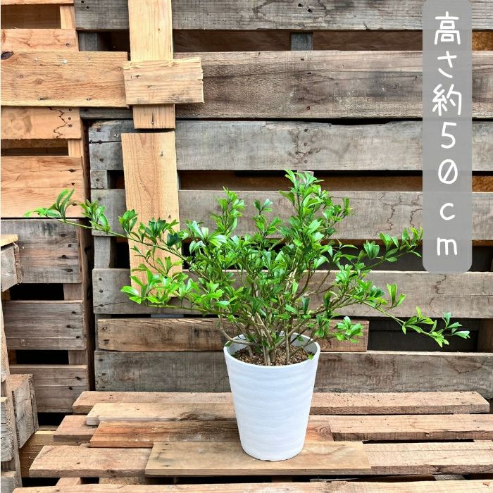 観葉植物現品販売