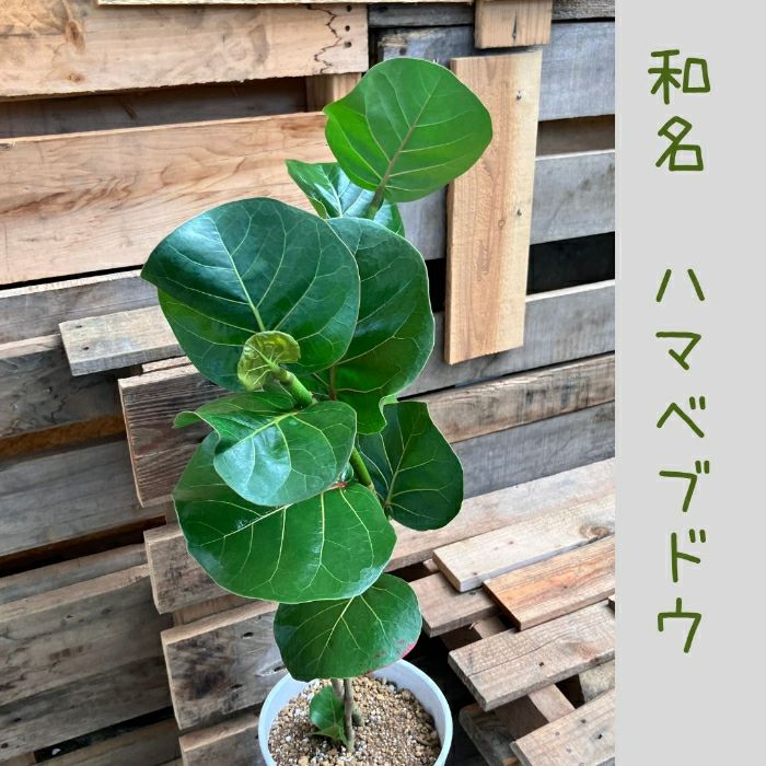 観葉植物現品販売