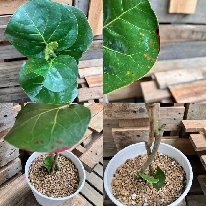 観葉植物現品販売