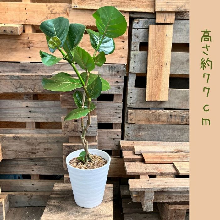 観葉植物現品販売
