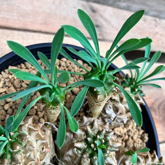 観葉植物現品販売