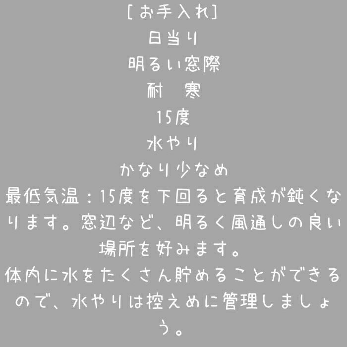 観葉植物現品販売