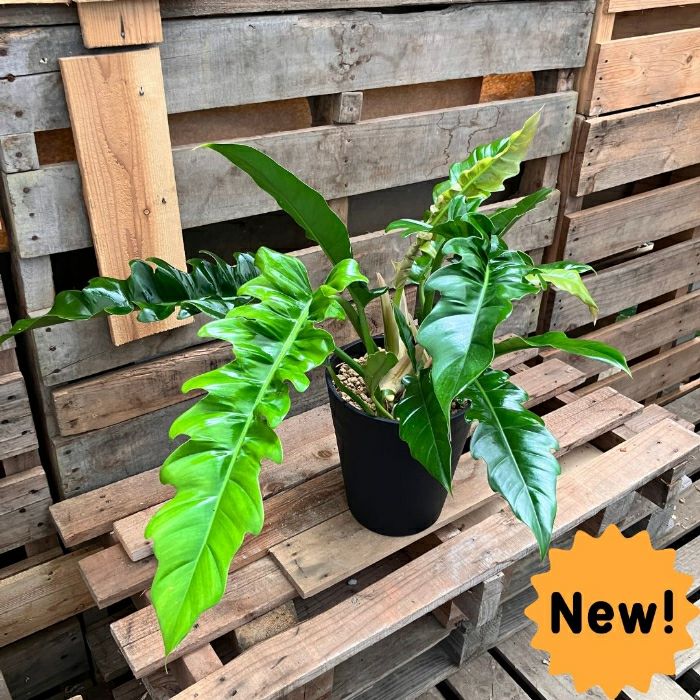 観葉植物現品販売